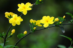 迎春花什么时候开 迎春花什么季节开放 图