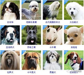 178种狗狗品种大全,原来按体型智商都是这么分 