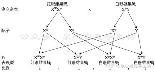 基因位于染色体上 