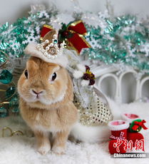 高清 兔年将至 兔子穿新衣戴新帽 
