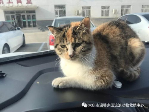 一只寻找家的猫咪 