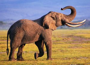 梦见大象是什么意思 梦乡中大象预兆什么呢