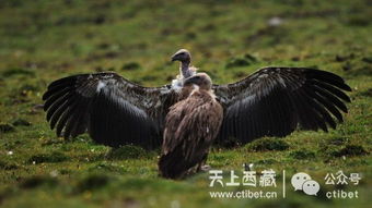 藏区风俗文化之饥饿的秃鹰