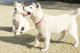 韩国总统爱犬登记注册 通过它们可了解 时势 