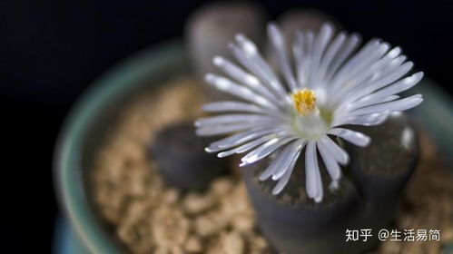 生石花怎么养能开花,生石花的生长环境