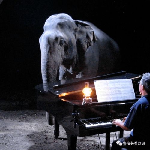 英国皇家音乐学院高材生,跑到泰国给猴子和大象弹钢琴