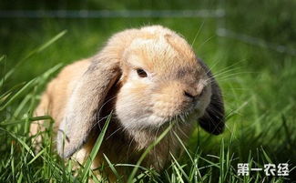垂耳兔有哪些生活习性 垂耳兔的生活习性和养殖要点