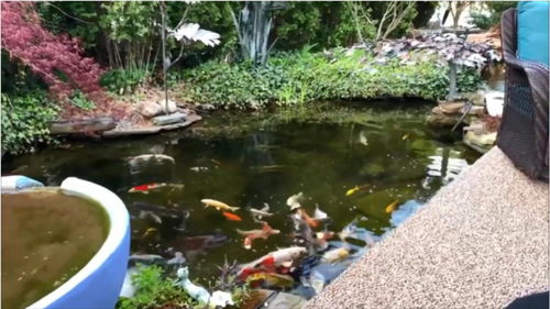 土豪 院子里的鱼池实在美,布局精妙 场景丰富,锦鲤长得好大 