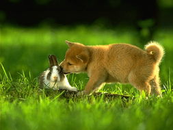 男生摸你的小兔兔的感觉,兔年说兔，关于兔子的这些冷知识你知道吗？
