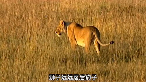 残酷的自然界 狮子狂虐豹子 可怜的豹子被虐惨了 