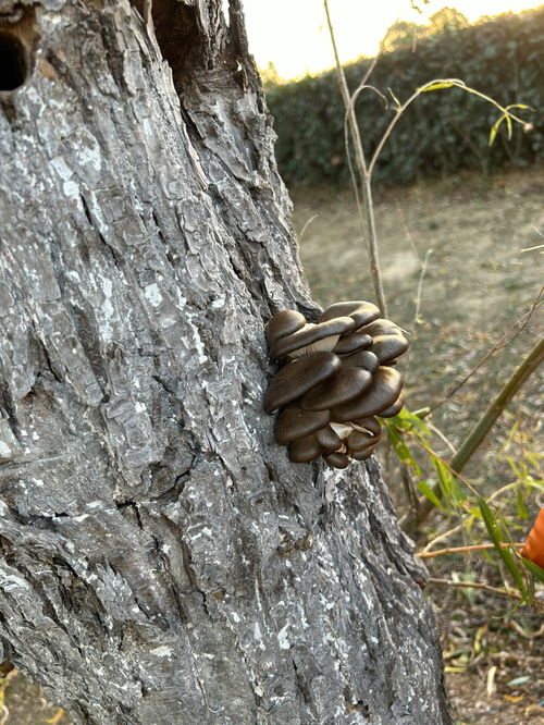 柳树上长的蘑菇,长在大柳树下的白蘑菇，可以吃吗？