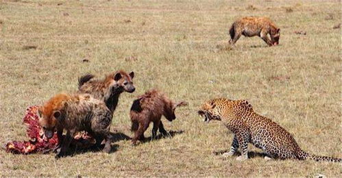 动物世界鬣狗掏肛,动物世界中的残忍行为:给鬣狗清理肛门。