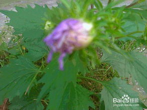紫菊花怎么养