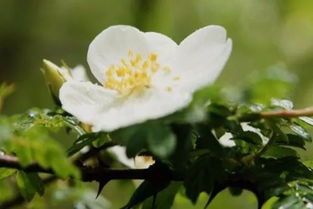 峨眉蔷薇怎么养才能开花,种植环境