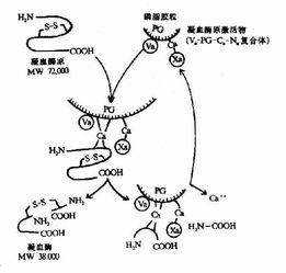 凝血梅原时间高有啥后果