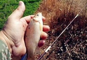 春暖花开好钓鱼,记得几个让你鱼获翻倍的技巧