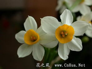 水仙花花语图片大全盛开在冬日的仙子，散发着清雅的香气