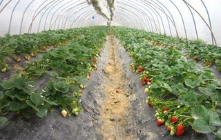 大棚草莓种植技术与管理,大棚草莓的栽培技术和管理