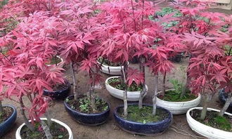 建议：红枫盆栽种子种植方法：从选种到养护，一步步教你成为盆景达人！