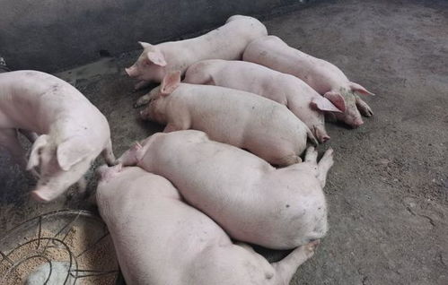 小规模养猪,用定时喂料的方法喂猪,饲料利用率高