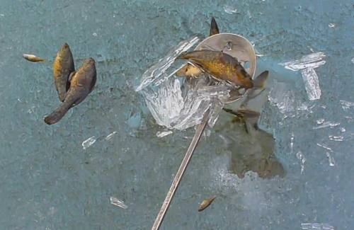 河面结冰钓鱼男子发现冰下异常,冰洞下用漏勺舀出不少鱼
