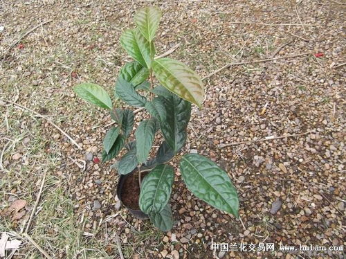 金茶花树苗的种植方法,什么时候种