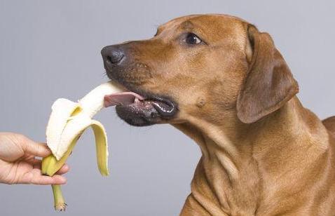 别乱喂 水果很好,但这6种对狗狗来说, 毒性 很大