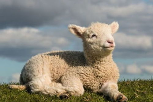 熬过11月初 生肖羊开始出人头地,尤其是1955 1967 1979年