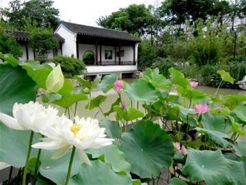 家里养荷花风水学, 荷花与风水的完