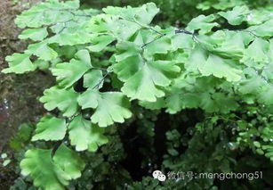 对猫咪有毒的植物有哪些 猫咪误食毒性植物怎么办