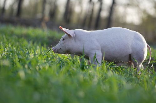 生肖猪 4月19特别重要,多留意身边,是你人生最大的 转运日