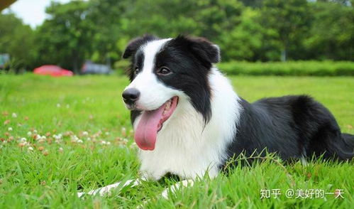 很多中国人在养的狗狗有哪些 