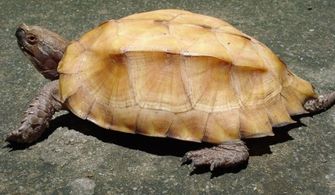 锯缘龟的具体饲养环境 