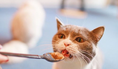 让猫咪回归食肉天性,你们知道猫咪干粮的危害吗