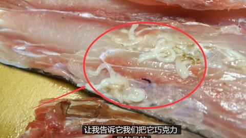 日本美食 大厨把 冲浪蛤 做成三种吃法,和我们的有啥不一样