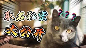 请siri帮忙给猫取名字