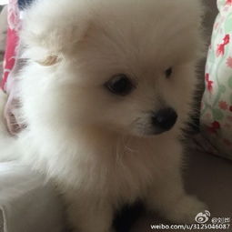 刘烨妻儿趁他不在养宠物 网友 人不如狗
