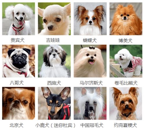 犬类品种大全图片 搜狗图片搜索