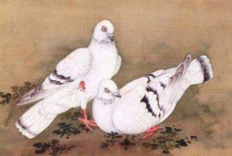 古代都是用信鸽送信,那么信鸽都是怎么训练的呢 