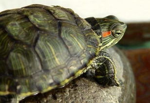 家养乌龟,怎么让它冬眠呀 