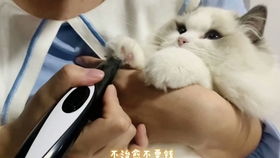 给猫猫剃脚毛