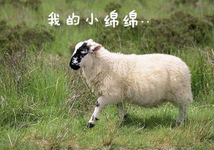 属羊为什么不好, 属羊为什么不好？——揭秘十二生肖的秘密 <p>(标签：属羊、十二生肖、缺点)</p></p><p></p><p>