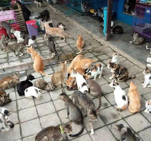 邻居为了不让养猫,竟偷猫丢掉来警告,了解后竟养400多只猫咪