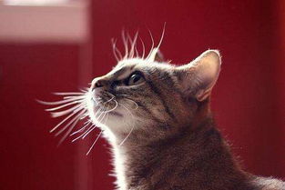 辟谣 猫咪的胡须只有测距功能 胡子还能算是它们的第三只眼睛