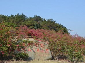 大帽山三角梅园,厦门市殿前到翔安大帽山三角梅园坐几路公交车-第1张图片