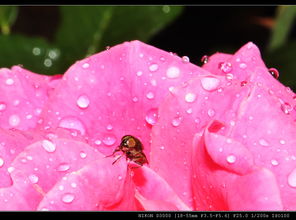 下雨天拍花