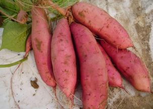 红薯几月份种植几月收 