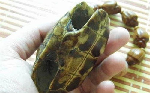 小伙养的乌龟只剩龟壳,一气之下决定找出原因,抓到凶手后蒙了