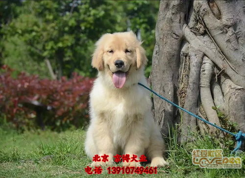 北京金毛幼犬价格 金毛图片 可送货上门选购 