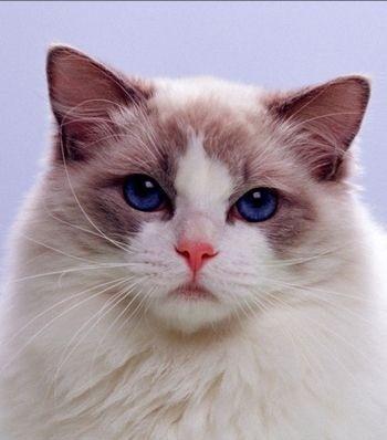 布偶猫要多长时间能胖脸 